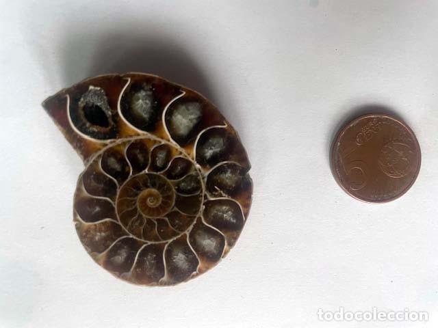 Coleccionismo de f&oacute;siles: Fosil de Amonite seccionado cristalizado y pulido. 5 x 4 cm