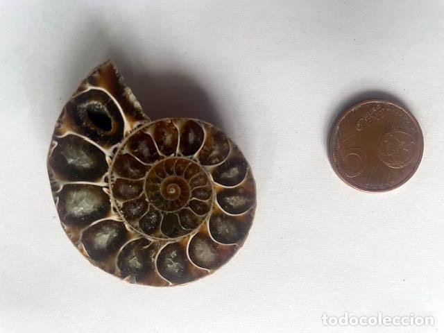 Coleccionismo de f&oacute;siles: Fosil de Amonite seccionado cristalizado y pulido. 5 x 4 cm