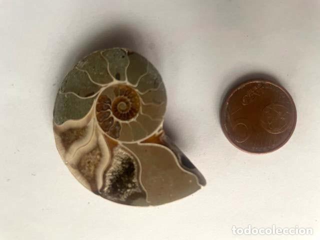 Coleccionismo de f&oacute;siles: Fosil de Amonite seccionado cristalizado y pulido. 5 x 4 cm