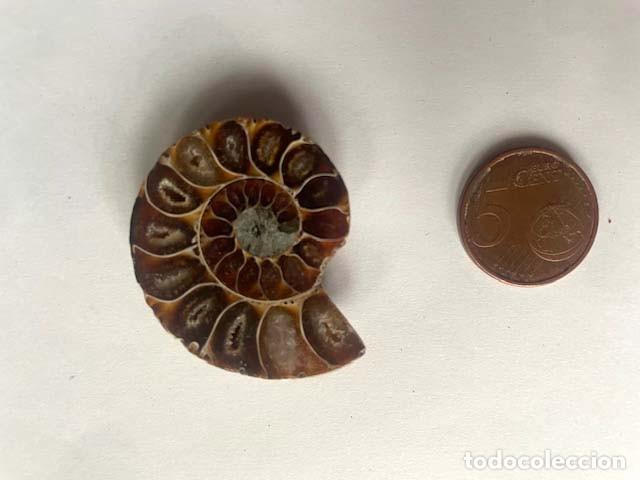 Coleccionismo de f&oacute;siles: Fosil de Amonite seccionado cristalizado y pulido. 5 x 4 cm