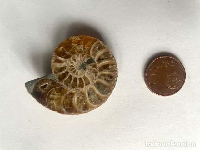 Coleccionismo de f&oacute;siles: Fosil de Amonite seccionado cristalizado y pulido. 5 x 4 cm