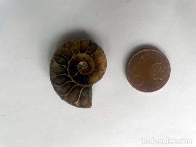 Coleccionismo de f&oacute;siles: Fosil de Amonite seccionado cristalizado y pulido. 3 x 2 cm