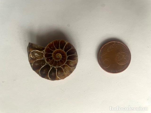 Coleccionismo de f&oacute;siles: Fosil de Amonite seccionado cristalizado y pulido. 3 x 2 cm.