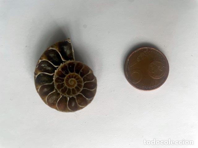 Coleccionismo de f&oacute;siles: Fosil de Amonite seccionado cristalizado y pulido. 3 x 2 cm