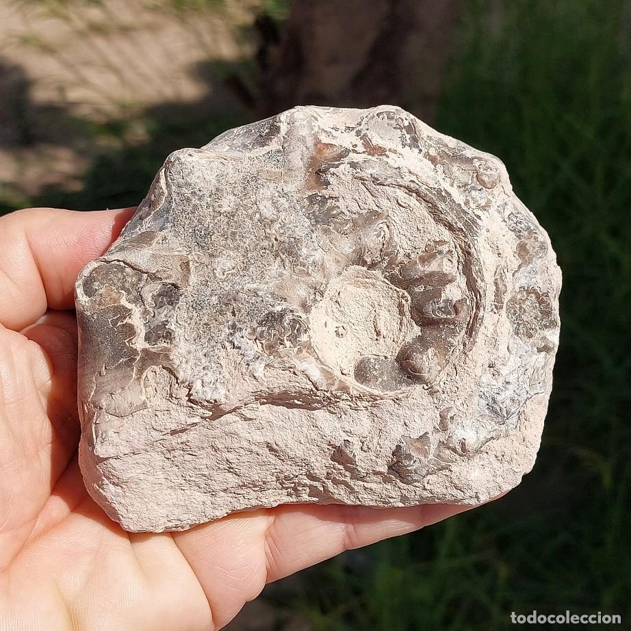 Coleccionismo de f&oacute;siles: Amonite Mamites Nodosoide 11cm
