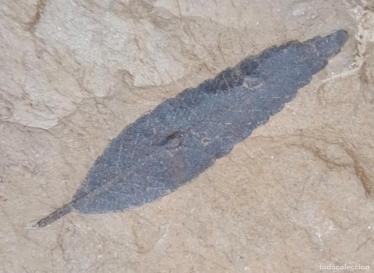 Fossil Collection: Fosil de hoja del Eoceno