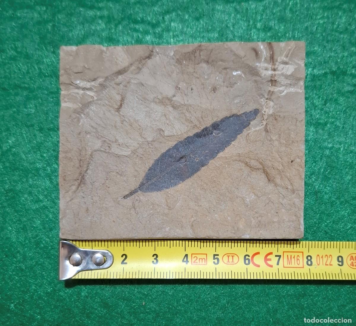 Coleccionismo de f&oacute;siles: Fosil de hoja del Eoceno - Foto 2
