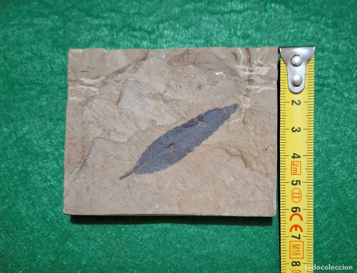 Coleccionismo de f&oacute;siles: Fosil de hoja del Eoceno - Foto 3