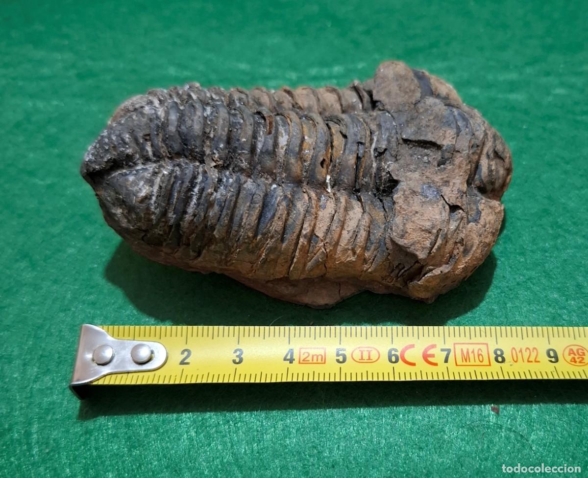 Coleccionismo de f&oacute;siles: Fosil de Trilobites de 540 milloner de a&ntilde;os