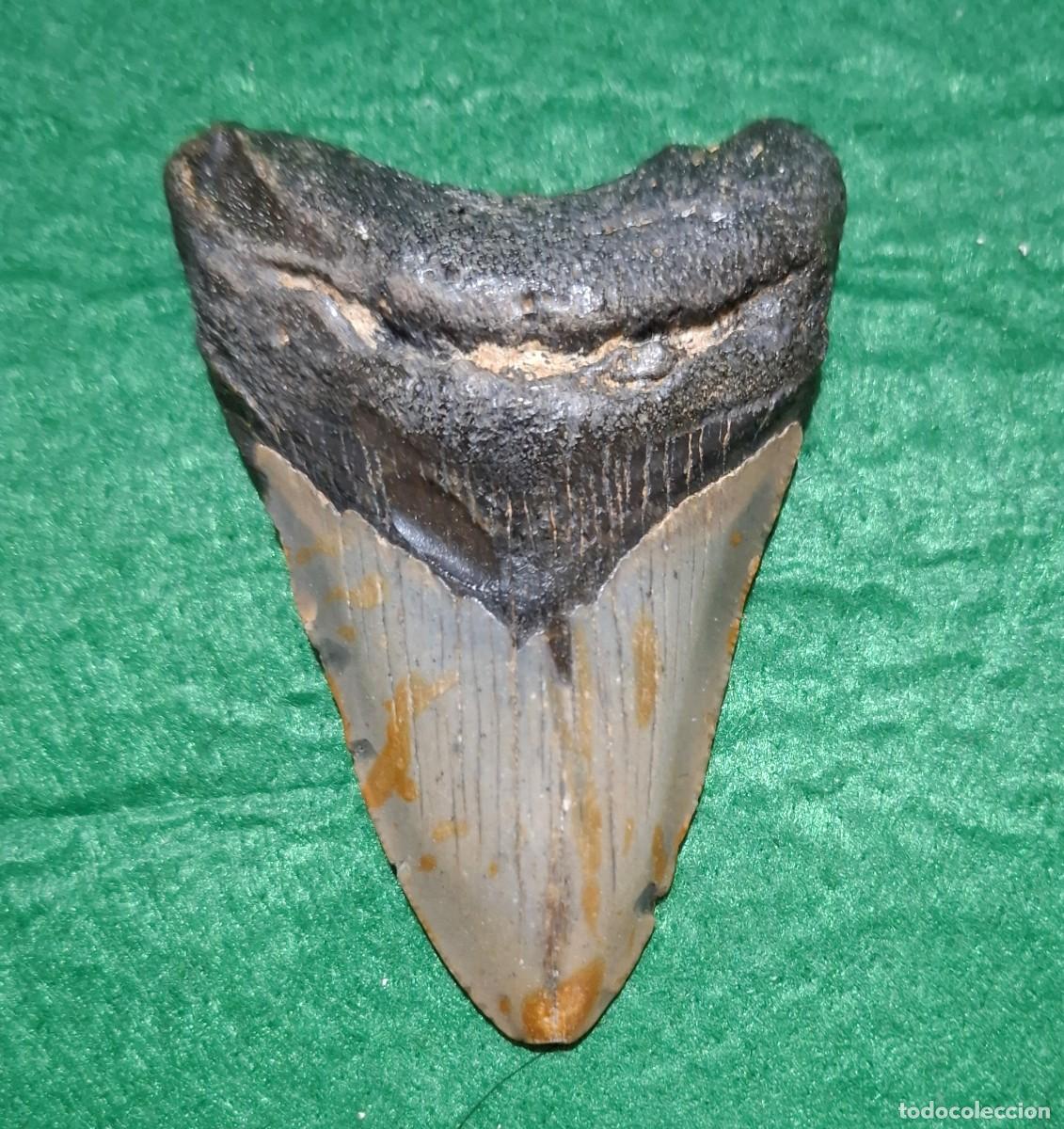 Sammlung von Fossilien: Diente de Megalodon de 9 cm EEUU