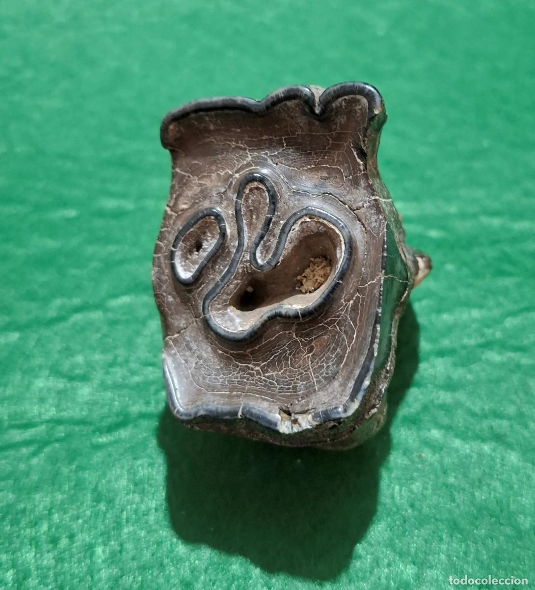 Fossil Collection: Molar fosil de Rinoceronte lanudo