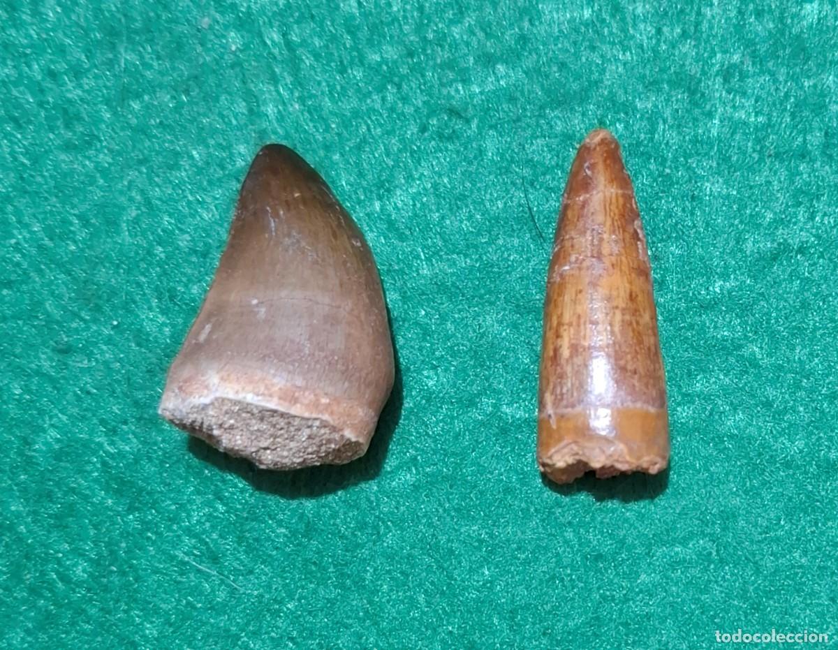 Coleccionismo de f&oacute;siles: Lote de 2 fosiles (spinosaurus y mosasaurius)