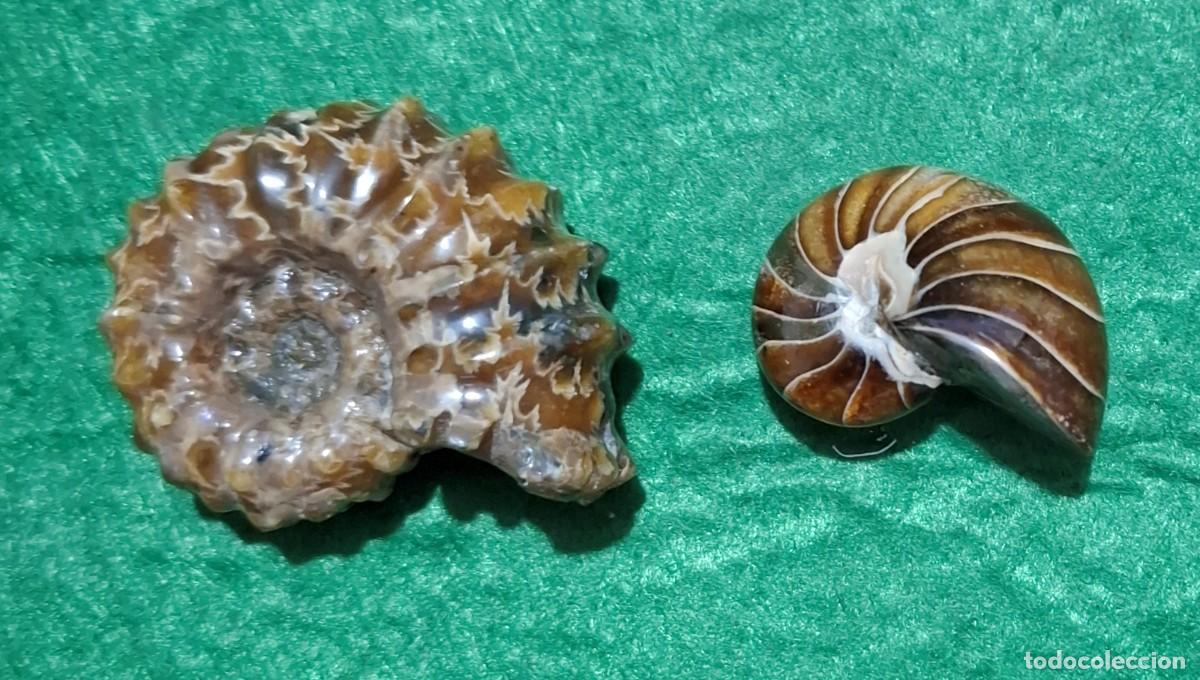 Coleccionismo de f&oacute;siles: Lote de dos preciosos Amonites - Foto 2