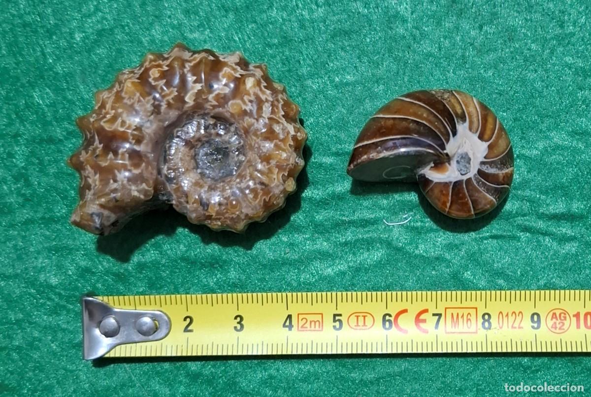 Coleccionismo de f&oacute;siles: Lote de dos preciosos Amonites - Foto 3