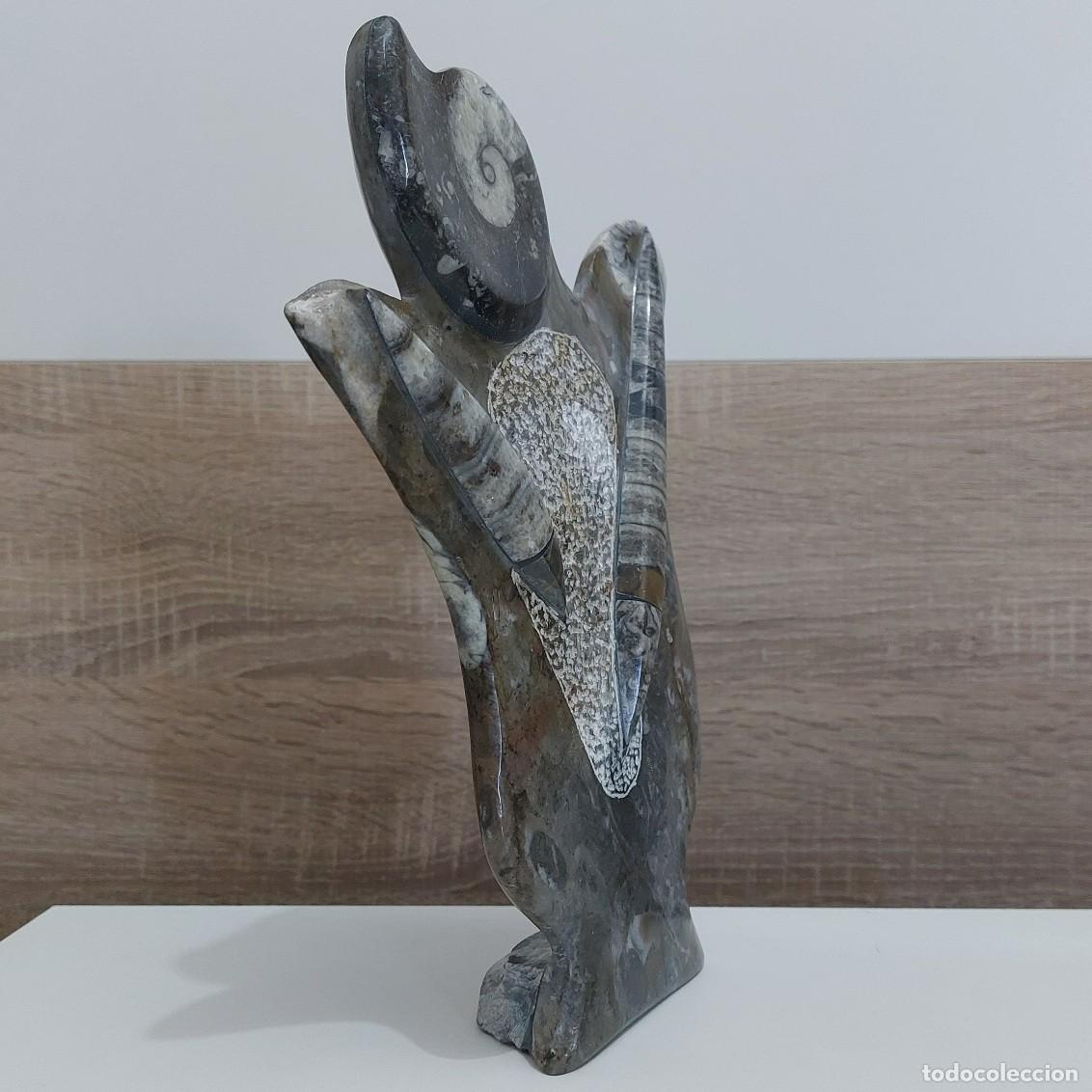 Coleccionismo de f&oacute;siles: Orthoceras y Amonite en Placa 25cm - Foto 3
