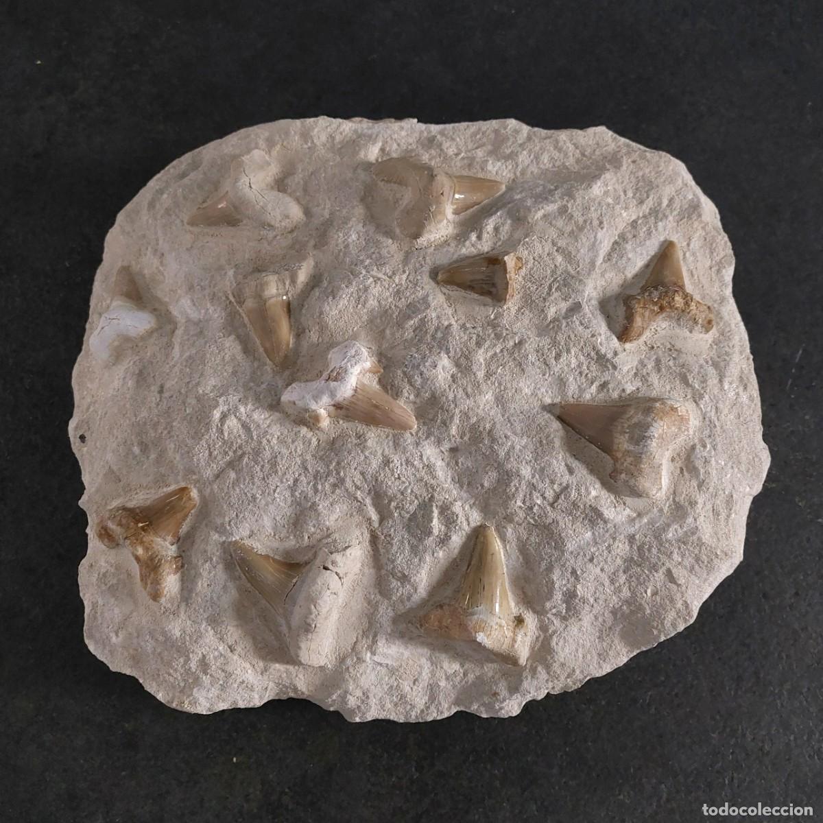 Collezionismo di fossili: Dientes F&oacute;sil de Tibur&oacute;n Otodus Obliquus