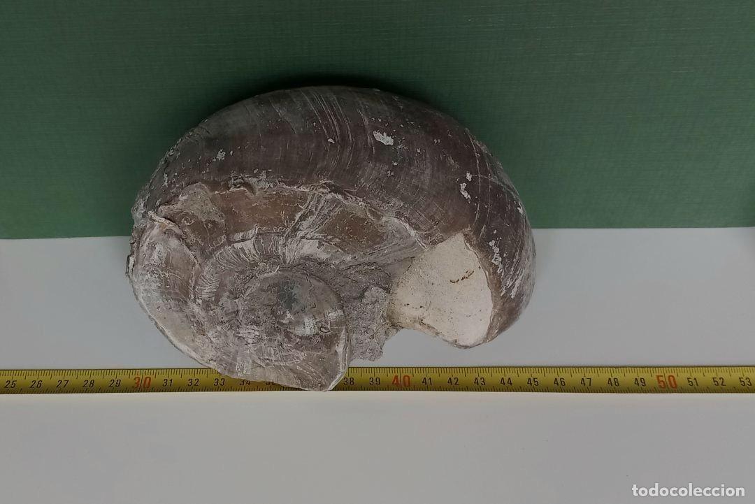 Collectionnisme de fossiles: PSEUDOTOUCASIA . CRET&Aacute;CICO. F&Oacute;SIL.