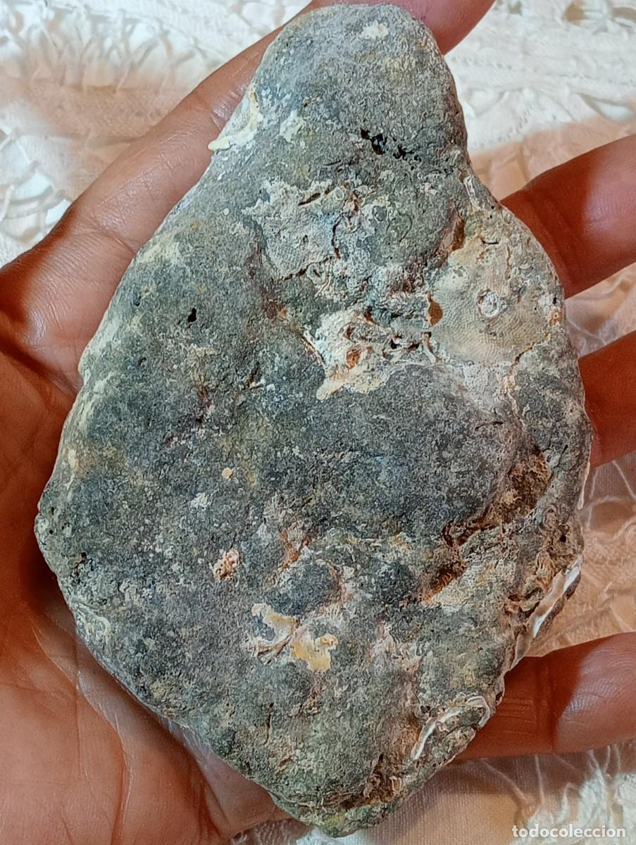 Coleccionismo de f&oacute;siles: PIEDRA F&Oacute;SIL CON C&Aacute;SCARA DE HUEVO DE DINOSAURIO (SIN USAR)