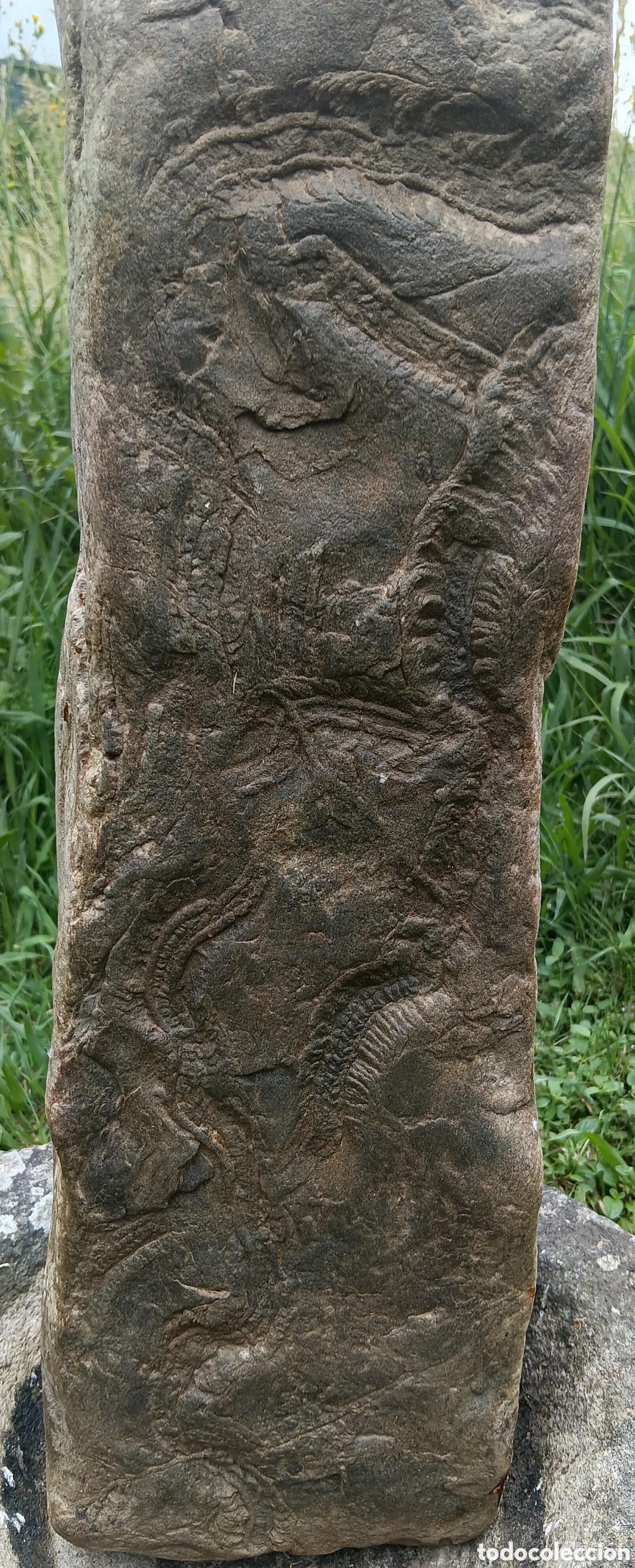 Collezionismo di fossili: Fosil de anelidos (icnofosil)
