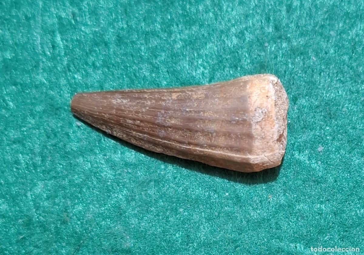 Fossil Collection: Diente fosil de Suchomimus Tenerensis (ejemplares dificiles de encontrar)
