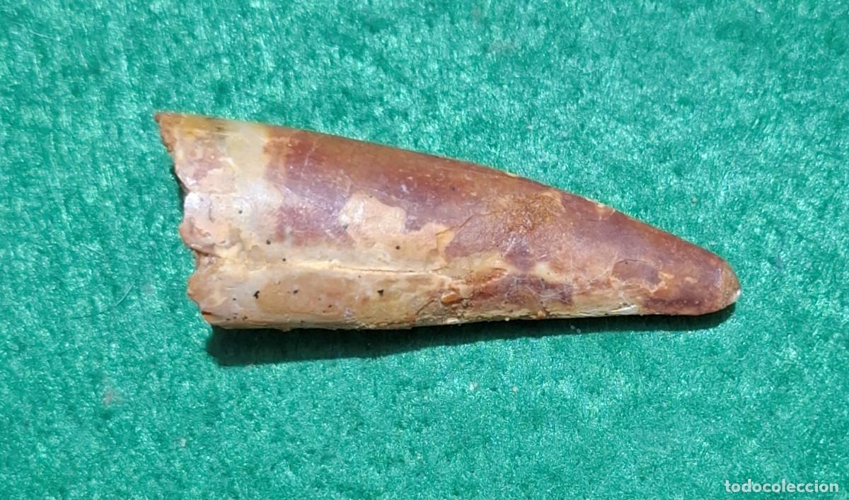 Fossil Collection: Diente fosil de Spinosaurus poco usual por su tama&ntilde;o y conservacion