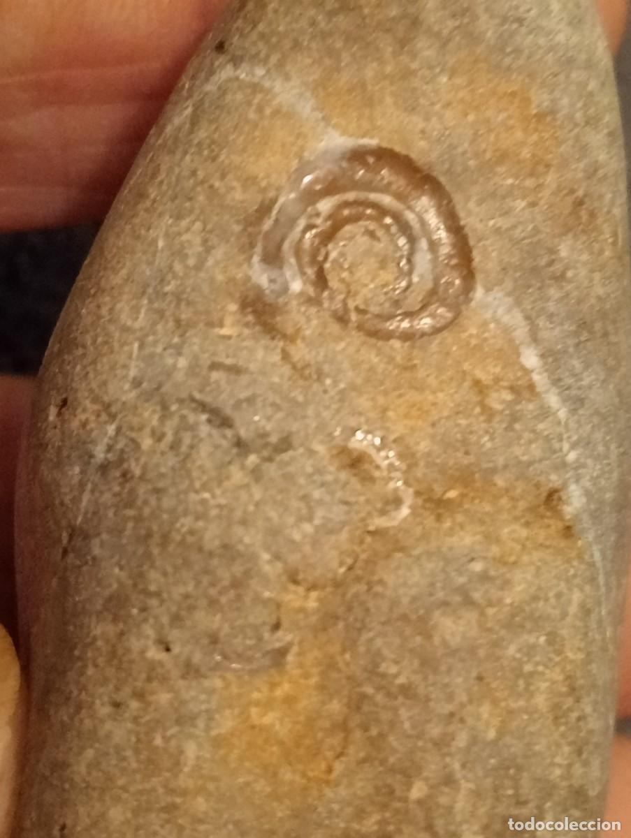 Fossil Collection: PIEDRA CON F&Oacute;SIL MARINO
