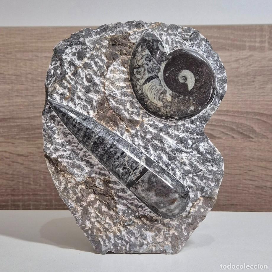 Collezionismo di fossili: Orthocera y Amonite en Placa 18cm
