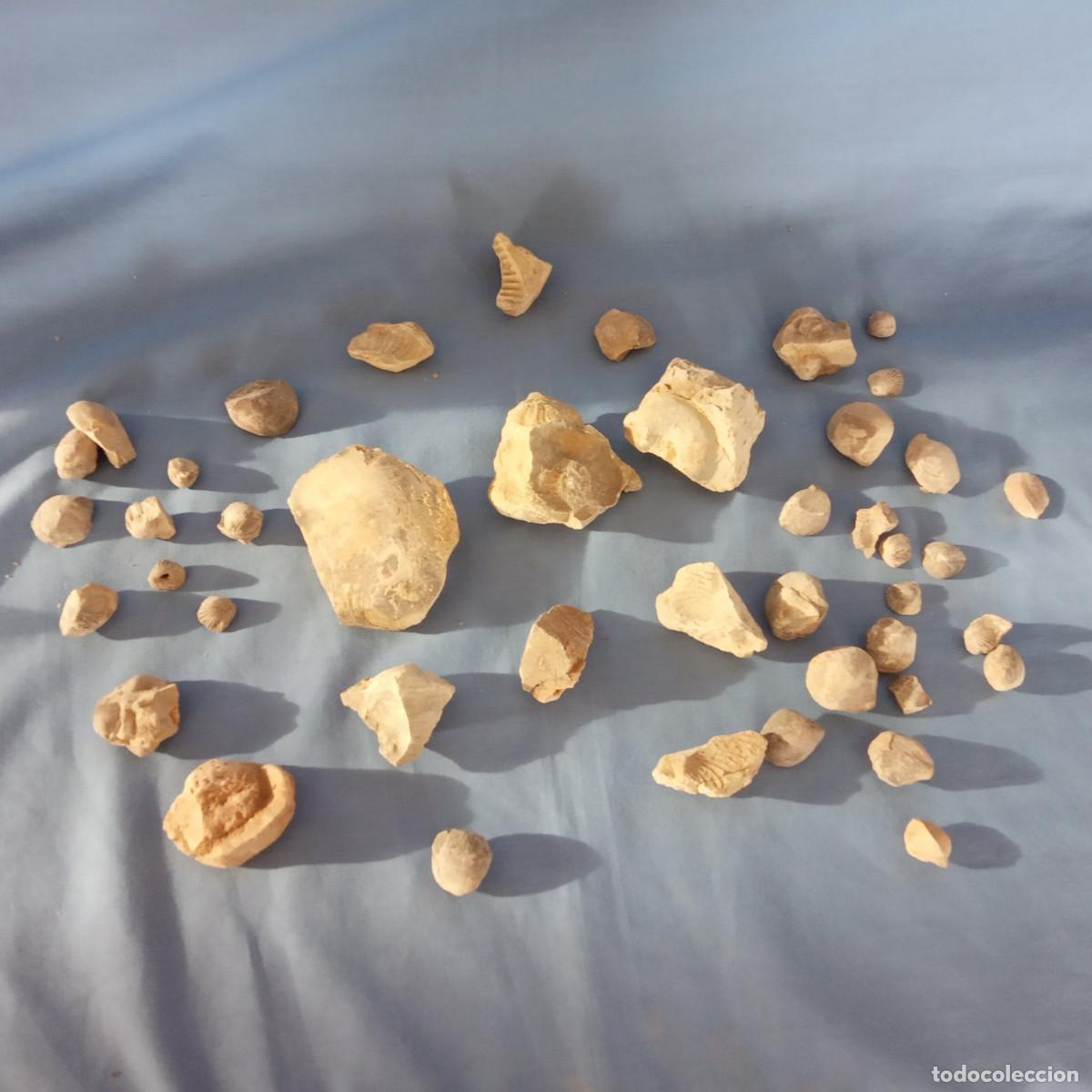 Collezionismo di fossili: Lote de F&oacute;siles (1/2 Kg)
