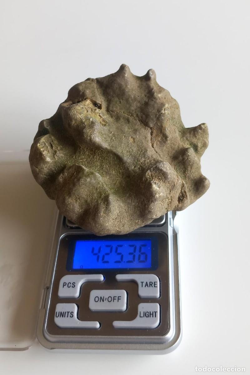 Fossil Collection: F&Oacute;SIL. MINERALES. RARO.