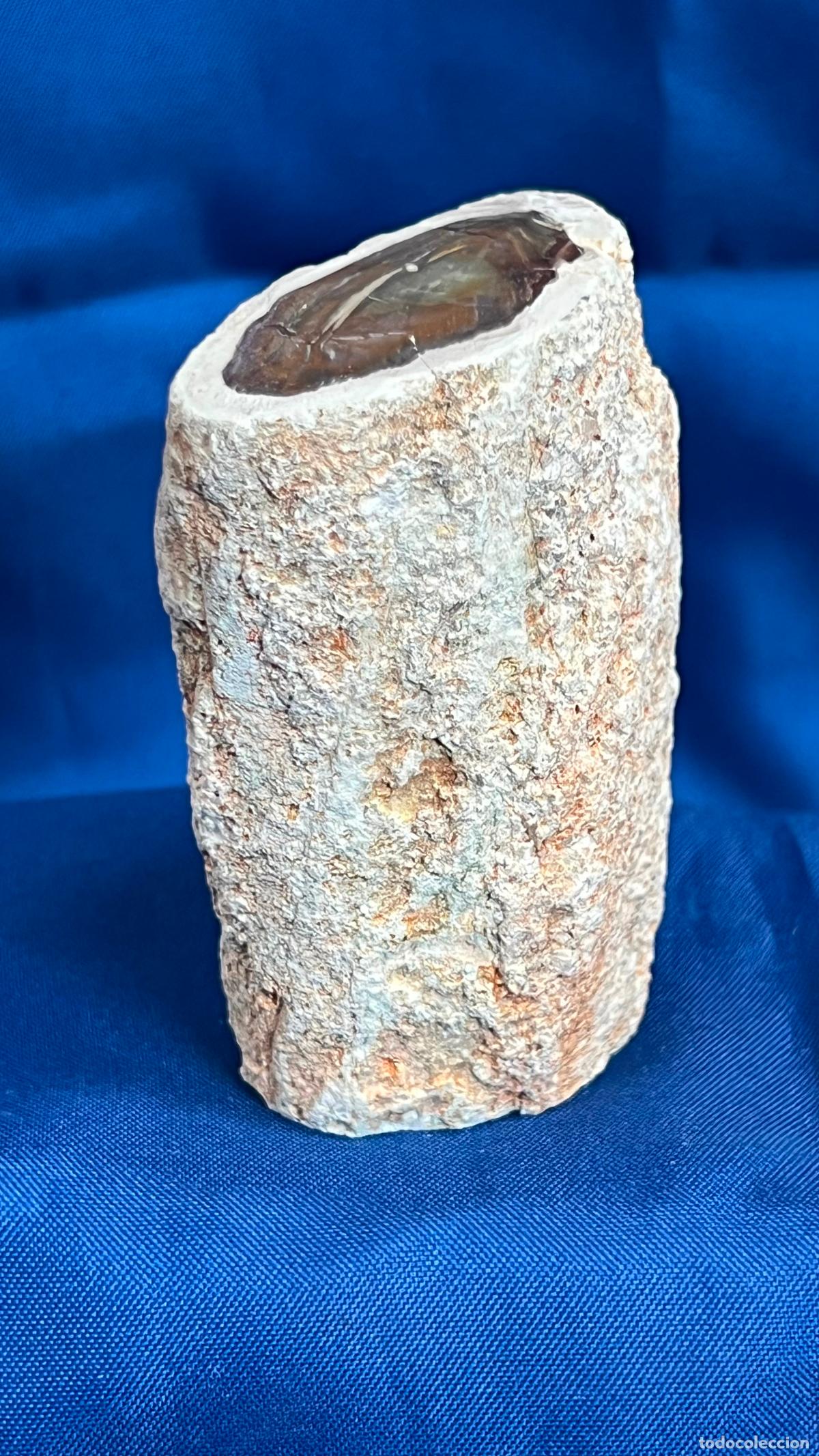 Coleccionismo de f&oacute;siles: BULL&Oacute;N / TRONCO DE MADERA F&Oacute;SIL XIL&Oacute;PALO (MADERA PETRIFICADA) - EXCEPCIONAL CORTE TRANSVERSAL PULIDO