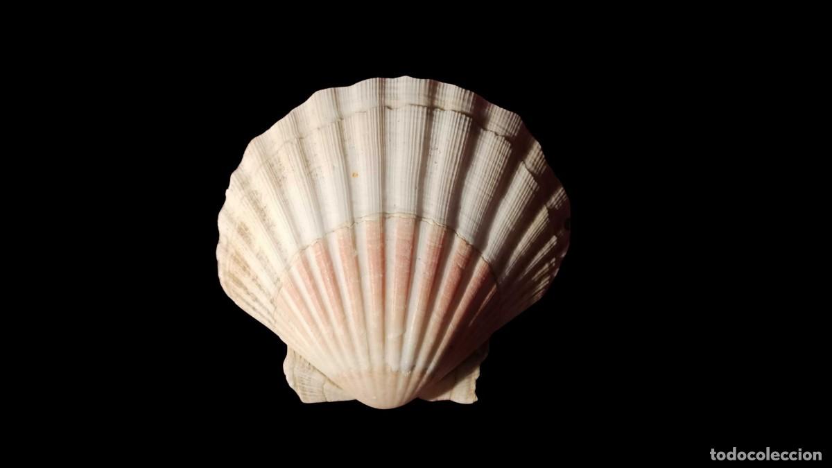 Sammlung von Fossilien: CONCHA VIEIRA NATURAL GRANDE &middot; PECTEN SP. &middot; COSTILLAS RADIALES &middot; TONOS ROSA Y CREMA