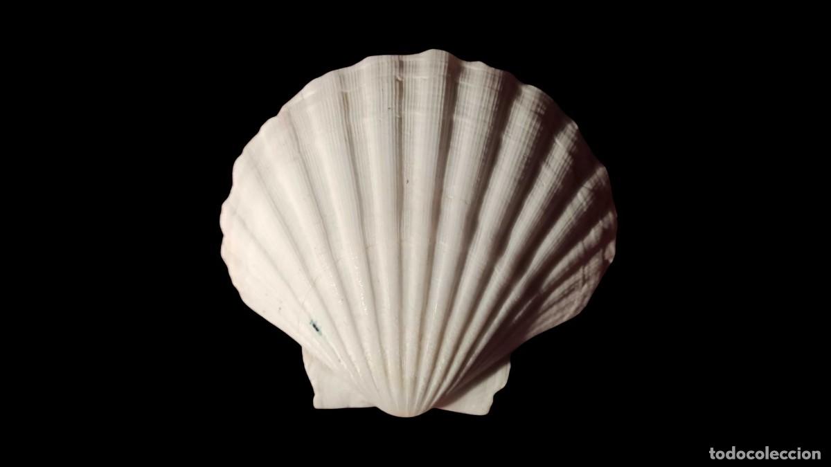 Sammlung von Fossilien: CONCHA VIEIRA NATURAL GRANDE &middot; VALVA SUPERIOR &middot; PECTEN SP. &middot; BLANCO PURO &middot; COSTILLAS ANCHAS &middot; 12 CM