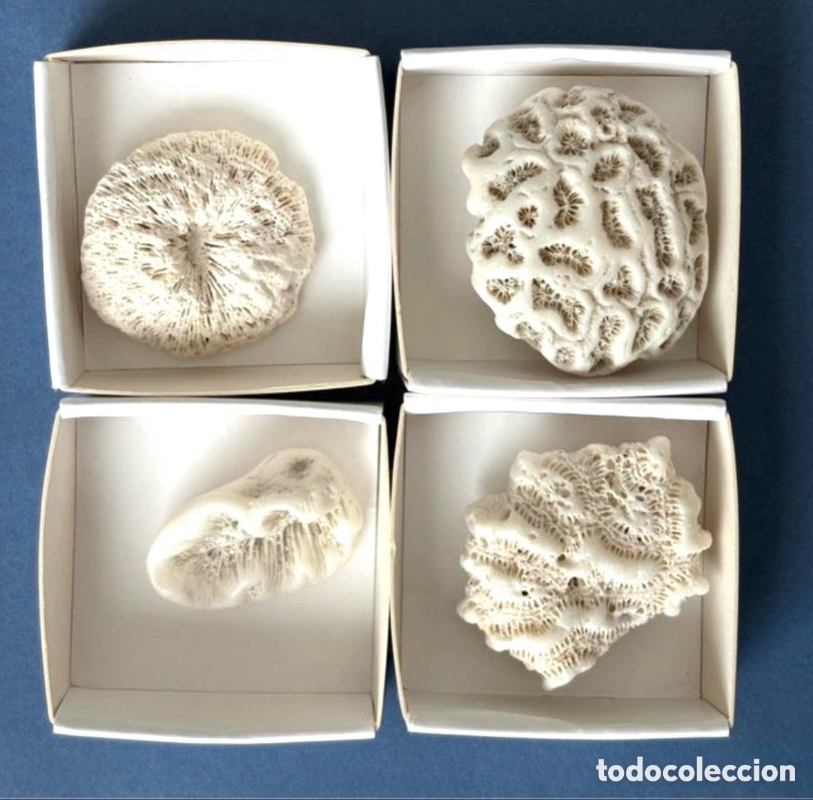 Coleccionismo de f&oacute;siles: Lote f&oacute;siles CORAL Holoceno