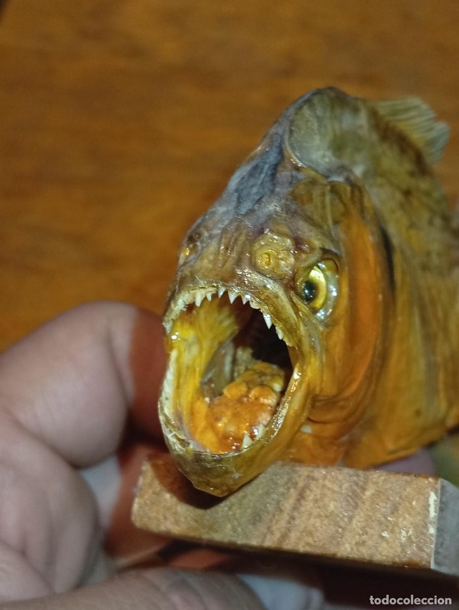 Coleccionismo de f&oacute;siles: Feroz pira&ntilde;a disecada pez taxidermia exotica Amazonas base madera souvenir Brasil vintage a&ntilde;os 70