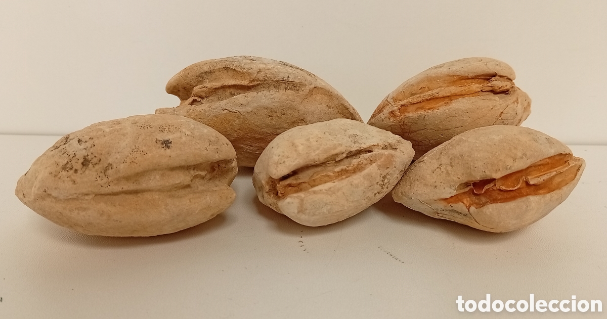 Coleccionismo de f&oacute;siles: FOSILES DE ALMENDRAS CUCULLAEA O BIBALVOS PETRIFICADOS