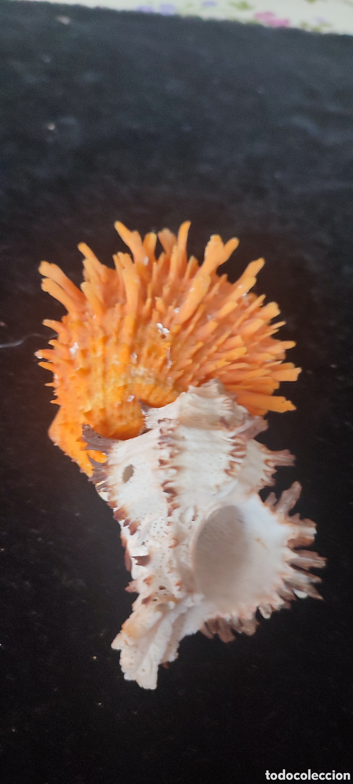 Sammlung von Fossilien: Espectacular concha de Spondylus u ostra espinosa