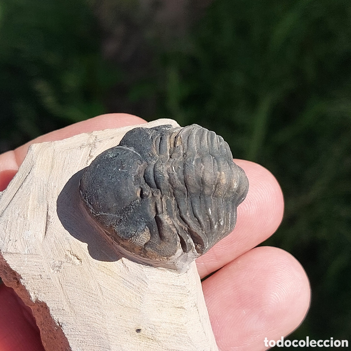 Sammlung von Fossilien: F&oacute;sil de Phacops de Marruecos