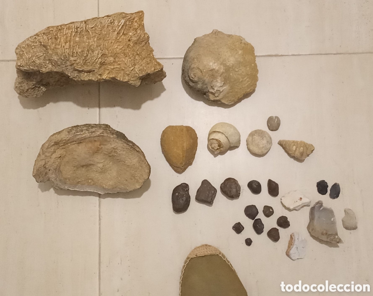 Sammlung von Fossilien: Lote de f&oacute;siles. Paleontolog&iacute;a. Gran ostra. Coral. Equinodermos. Pedernal. Mineral de hierro. Natica