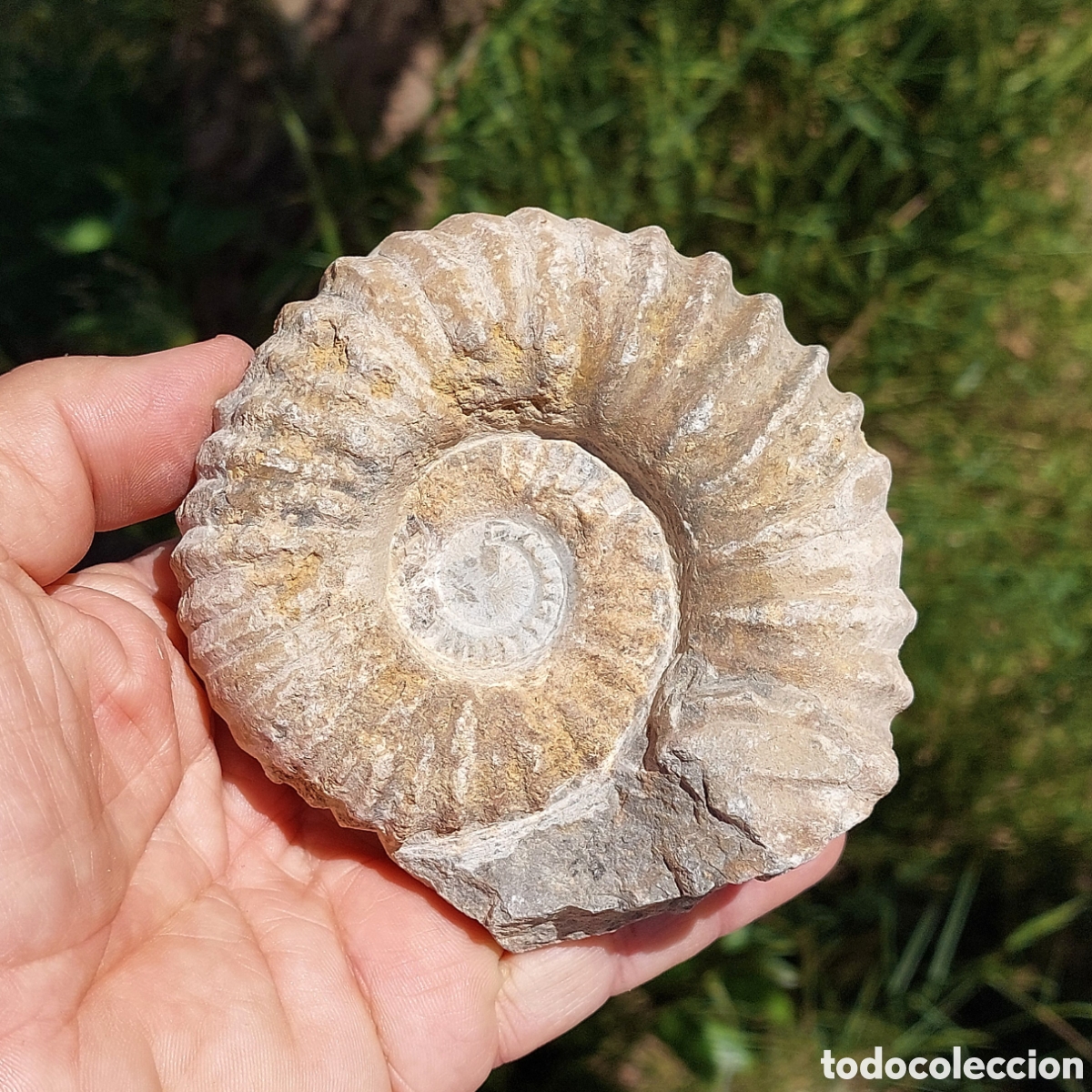 Coleccionismo de f&oacute;siles: F&oacute;sil de Amonite de Marruecos 10,2cm