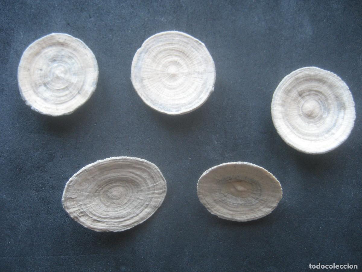 Coleccionismo de f&oacute;siles: 5 CORALES FOSILES. CYCLOLITES. CRETACICO. LERIDA, ESPA&Ntilde;A