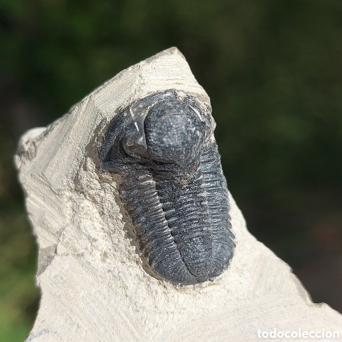 Coleccionismo de f&oacute;siles: F&oacute;sil de Trilobite en Matriz