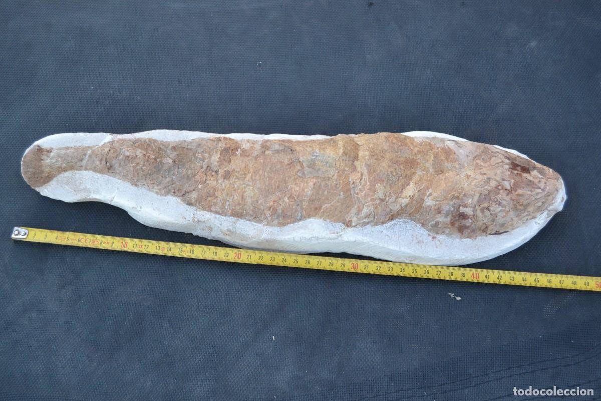 Fossil Collection: Pez fosil Gurumimicthys, 46cm con relieve, se ve bien un ojo. Marruecos