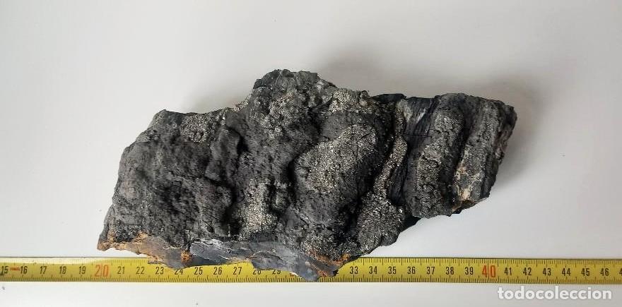 Fossil Collection: MADERA F&Oacute;SIL. PIRITA. AZABACHE. MINERALES.