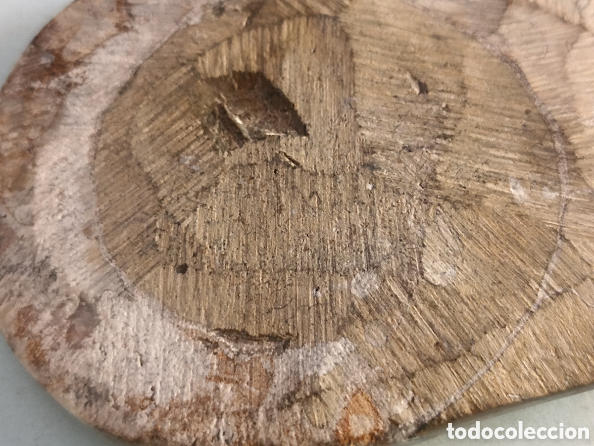 Coleccionismo de f&oacute;siles: F&oacute;sil amonite 10,5 x 9 cms - Foto 3