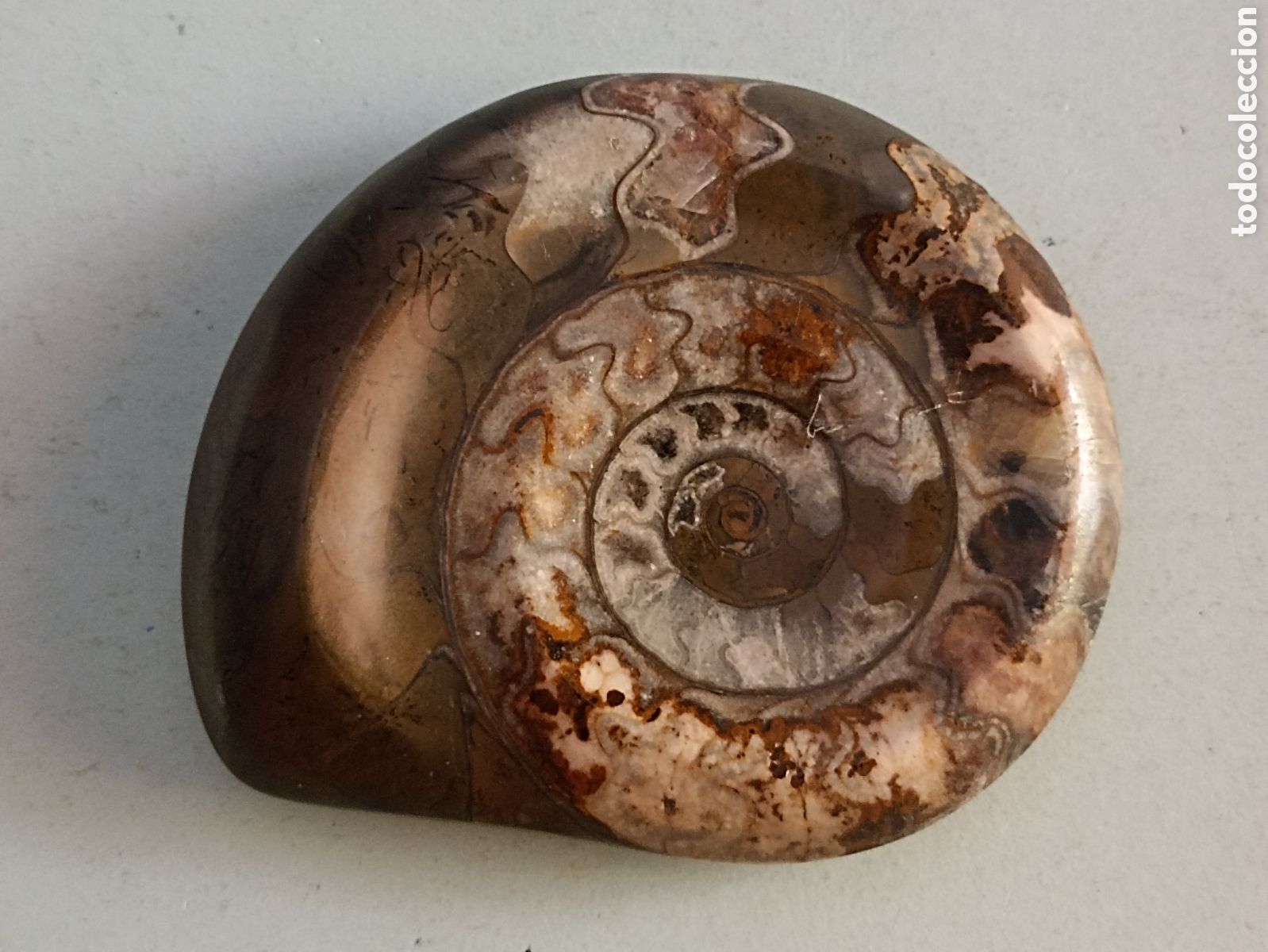 Fossil Collection: F&oacute;sil amonite 10,5 x 9 cms