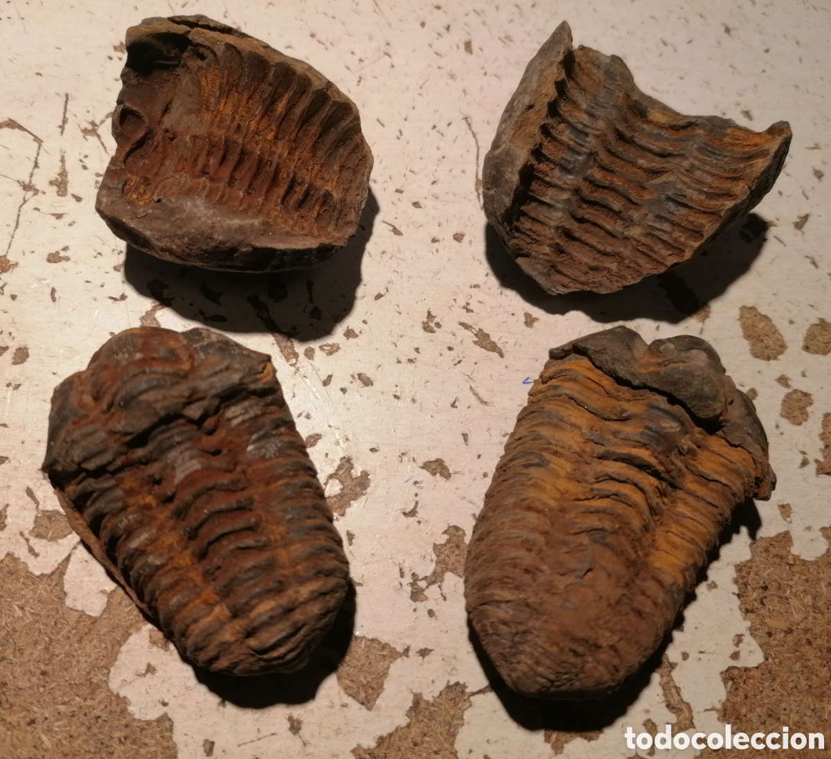 Coleccionismo de f&oacute;siles: Pareja de f&oacute;siles Trilobites
