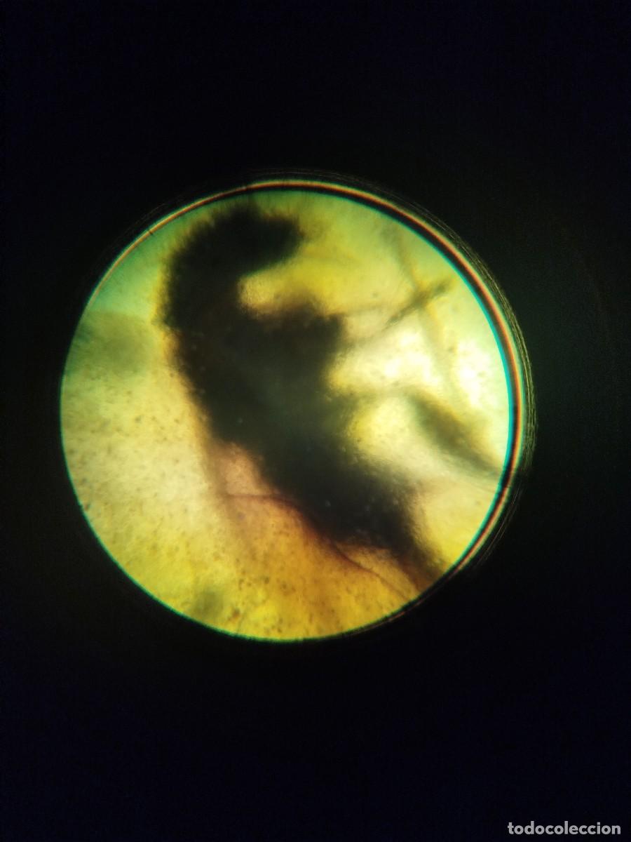 Coleccionismo de f&oacute;siles: &Aacute;mbar B&aacute;ltico 40 millones de a&ntilde;os, con microbiolog&iacute;a (pelo de musgo y micro insecto) co&ntilde;ac/cereza.