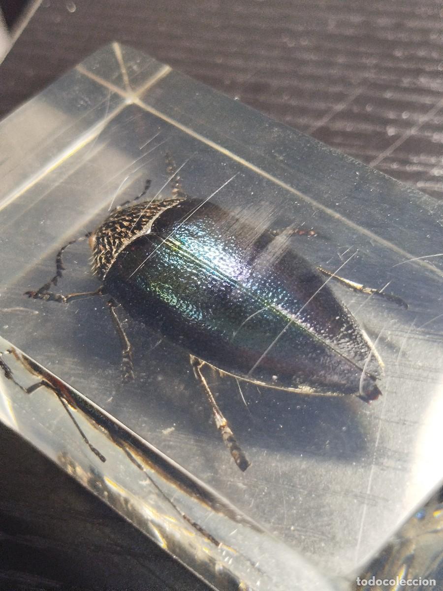 Coleccionismo de f&oacute;siles: Escarabajo joya verde (Kenia) en resina.