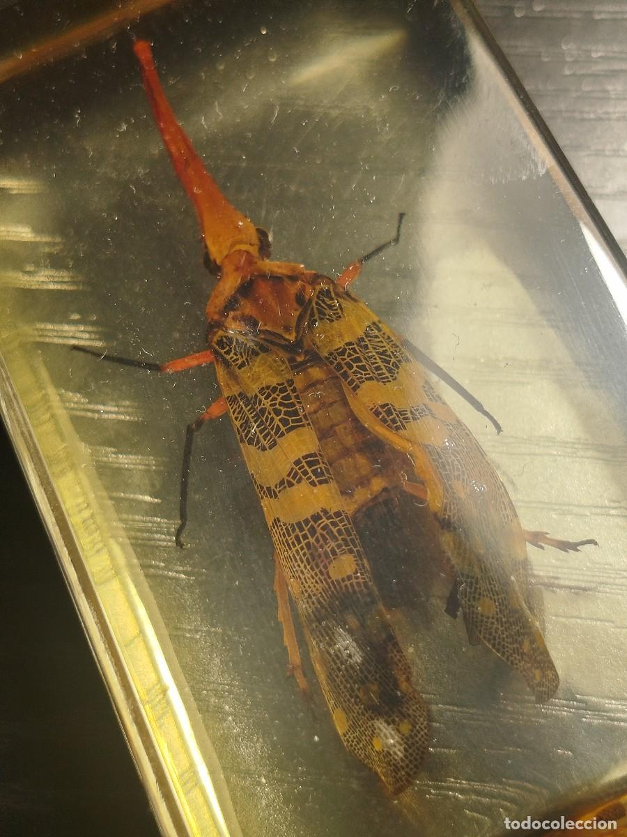 Coleccionismo de f&oacute;siles: Cigarra o cicada asi&aacute;tica (corea del norte)