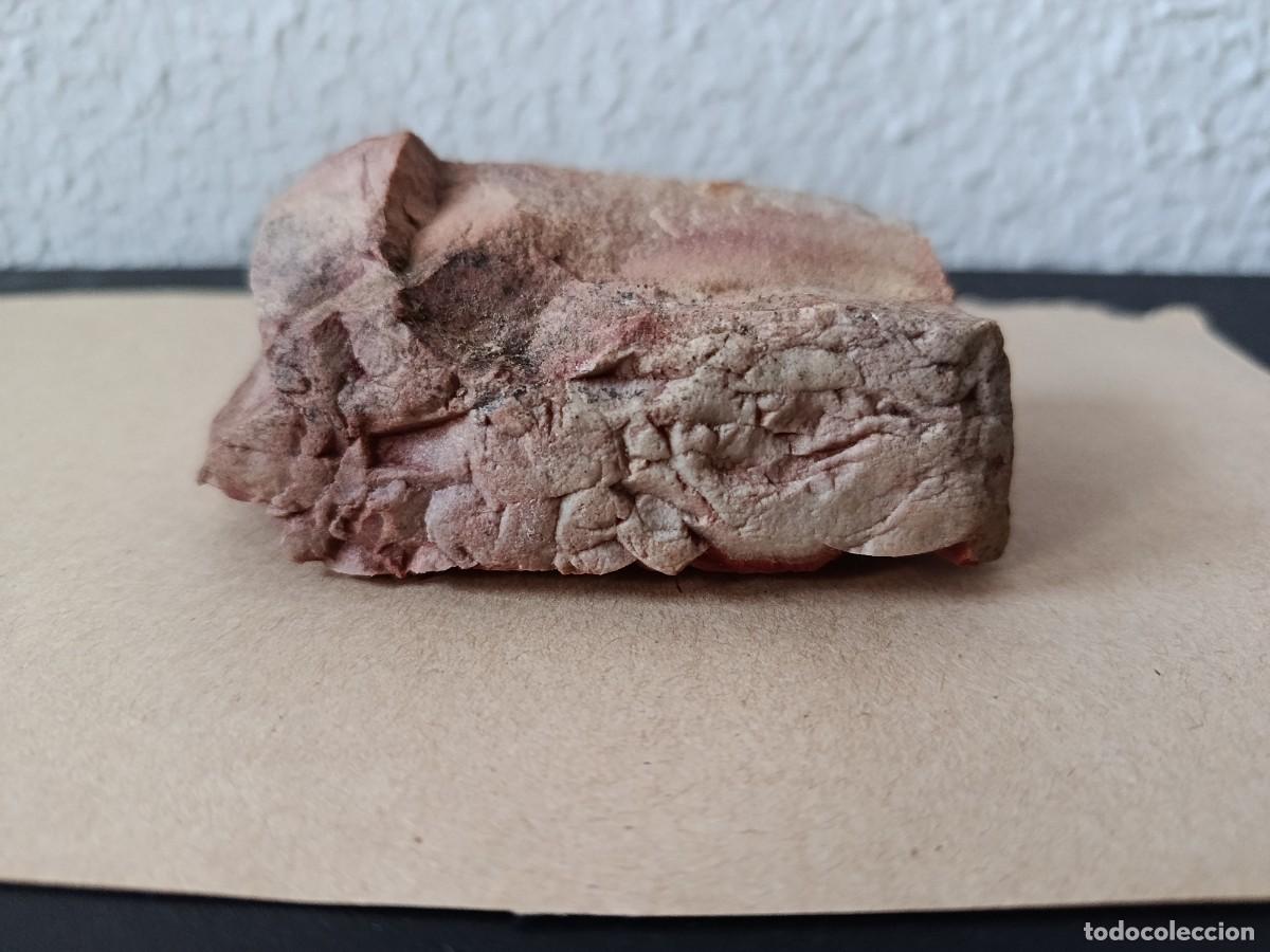 Fossil Collection: Piedra con posible f&oacute;siles ???